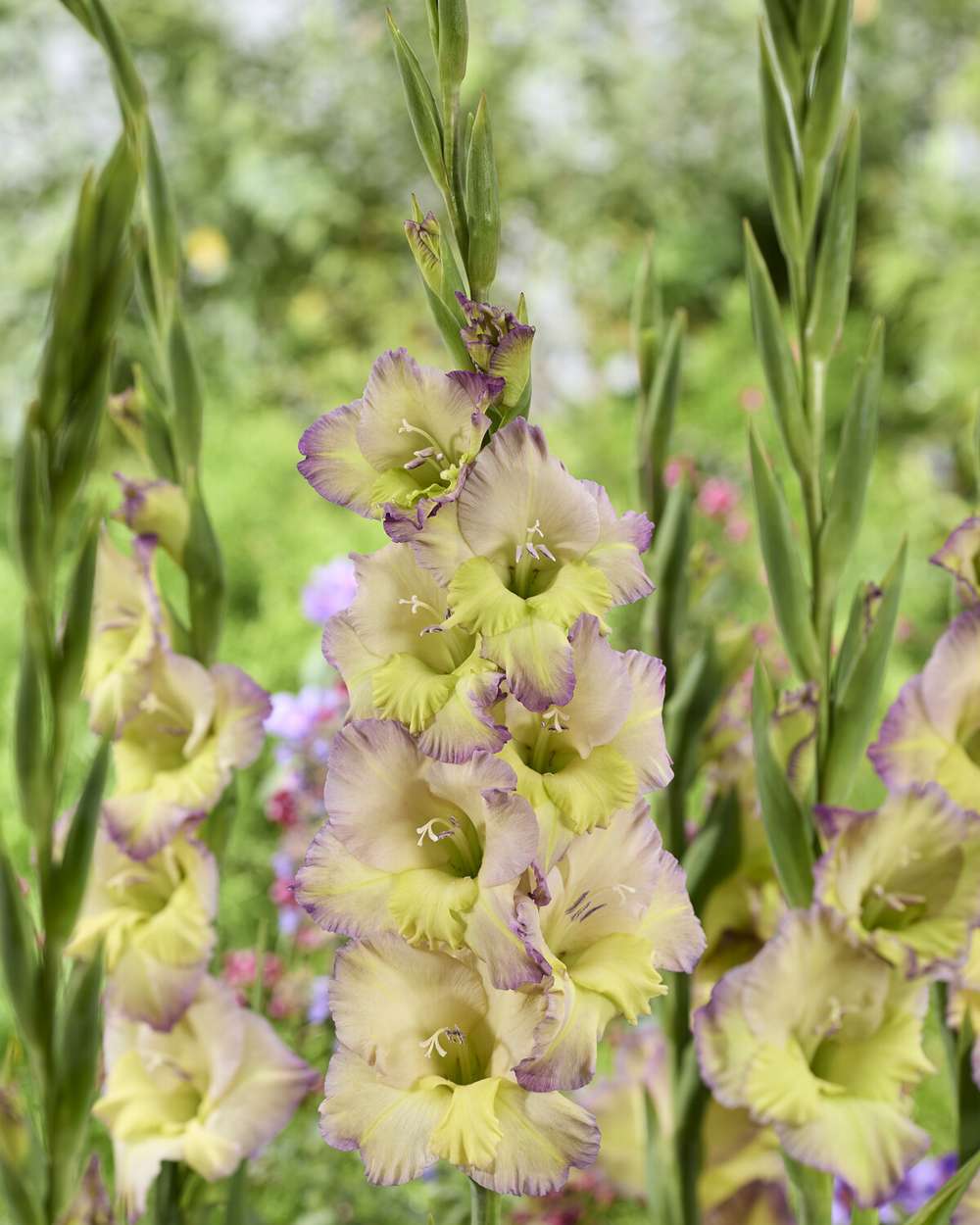 Gladiolus 'Moonlight Shadow'